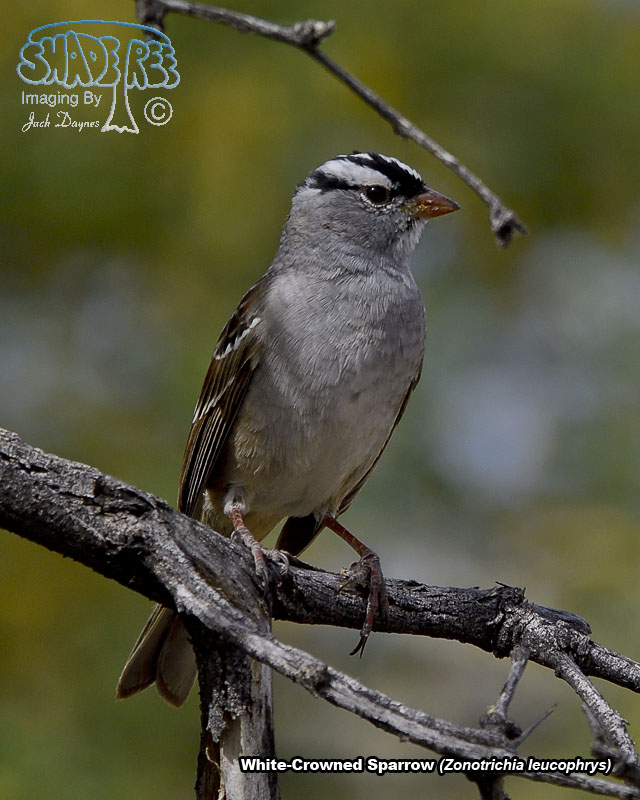 White-Crowned Sparrow - Zonotrichia leucophrys