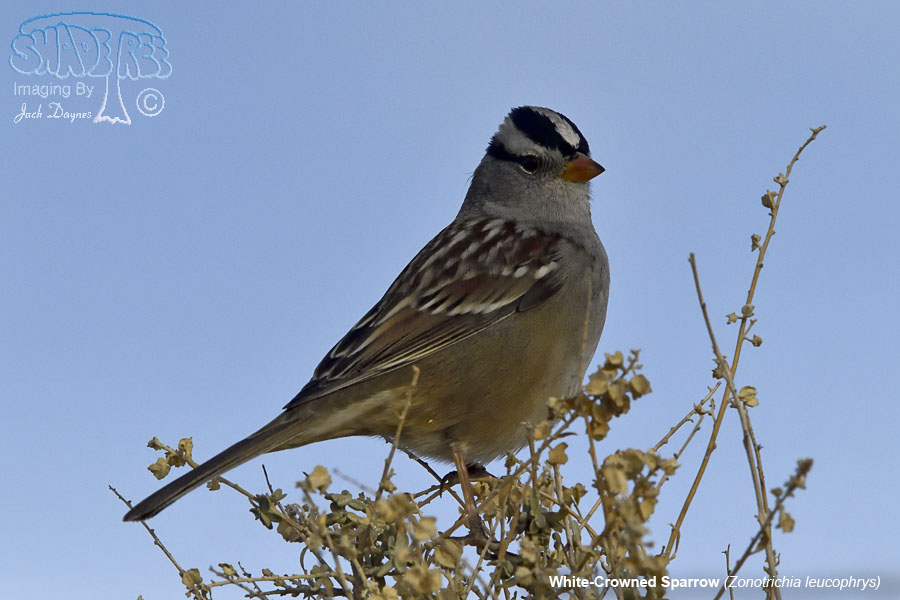 White-Crowned Sparrow - Zonotrichia leucophrys