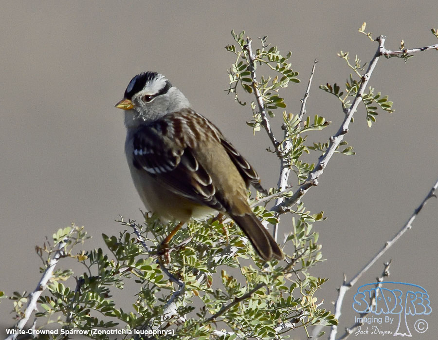 White-Crowned Sparrow - Zonotrichia leucophrys
