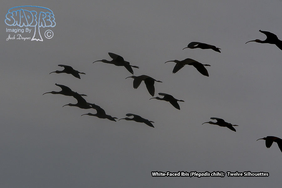White-Faced Ibis - Plegadis chihi