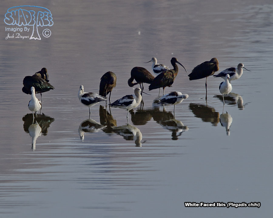 White-Faced Ibis - Plegadis chihi