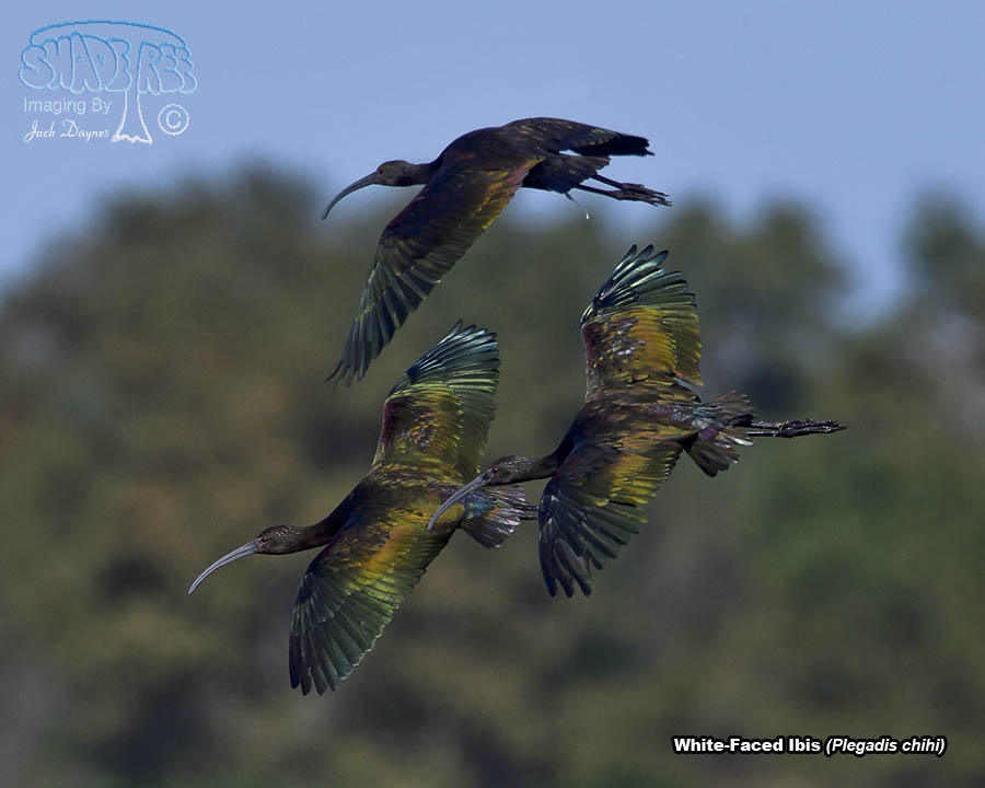 White-Faced Ibis - Plegadis chihi