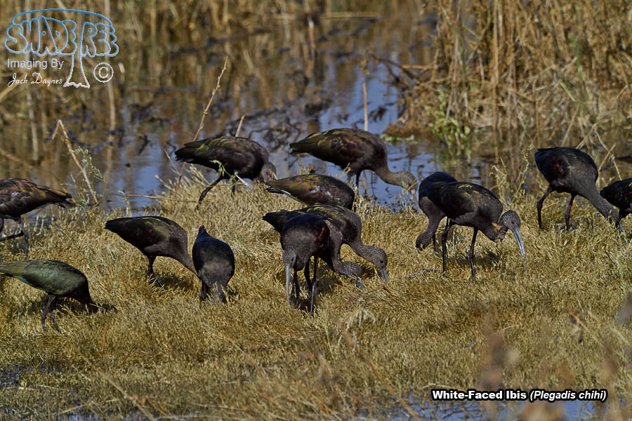 White-Faced Ibis - Plegadis chihi