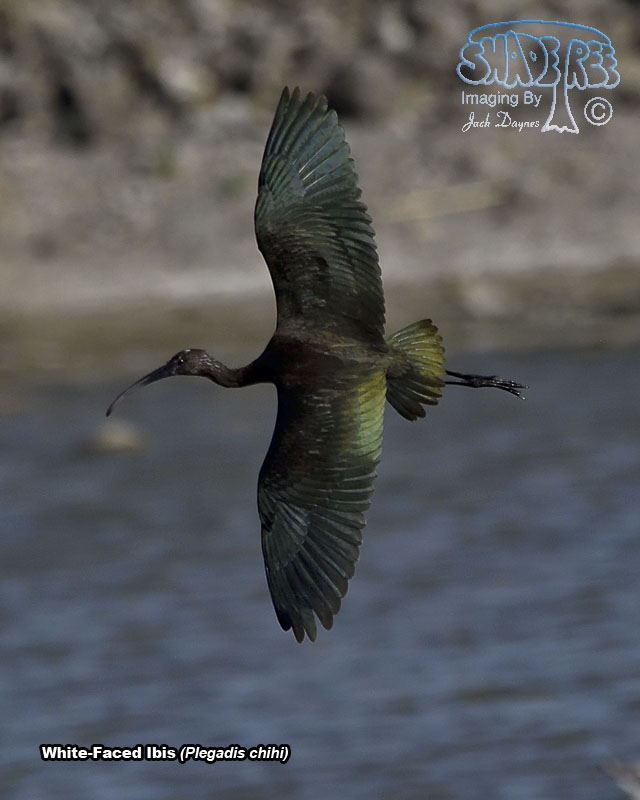 White-Faced Ibis - Plegadis chihi