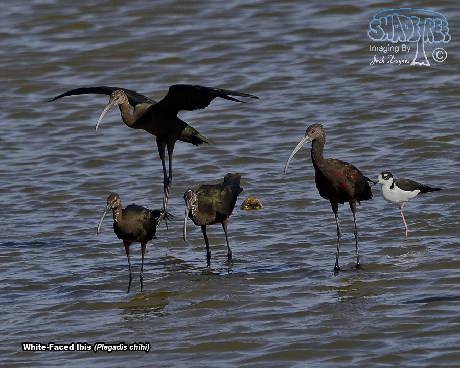 White-Faced Ibis - Plegadis chihi