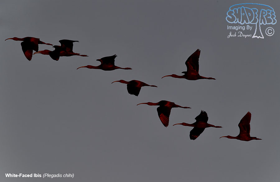 White-Faced Ibis - Plegadis chihi