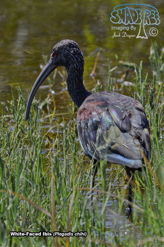 White-Faced Ibis - Plegadis chihi