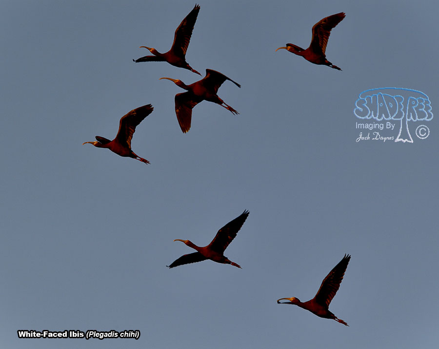 White-Faced Ibis - Plegadis chihi