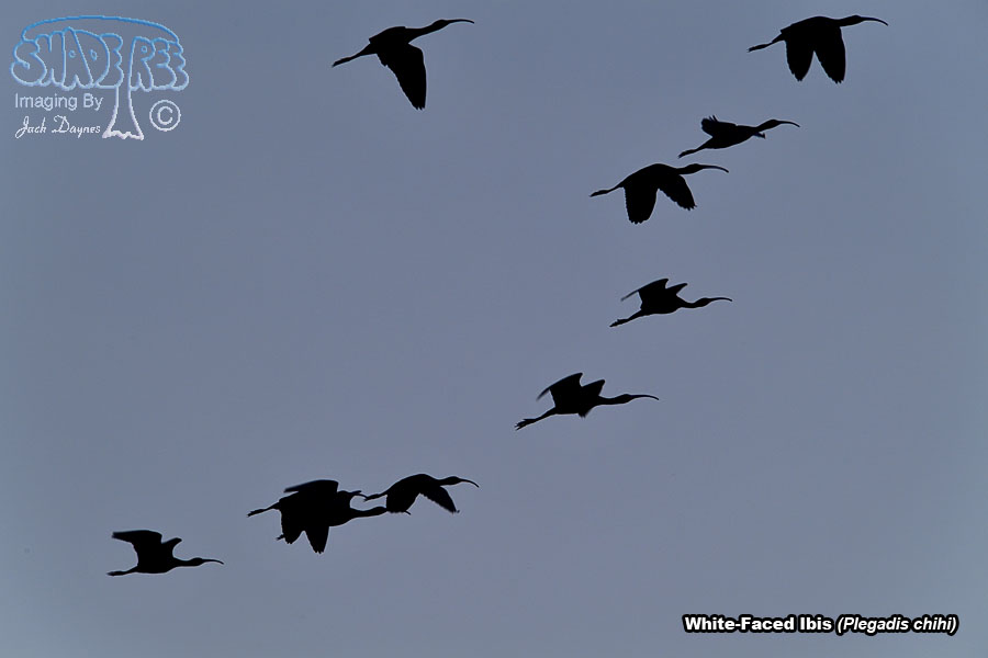 White-Faced Ibis - Plegadis chihi
