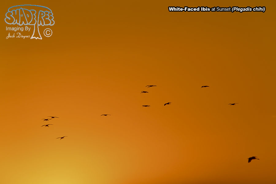 White-Faced Ibis - Plegadis chihi