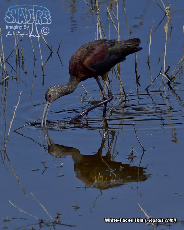 White-Faced Ibis - Plegadis chihi
