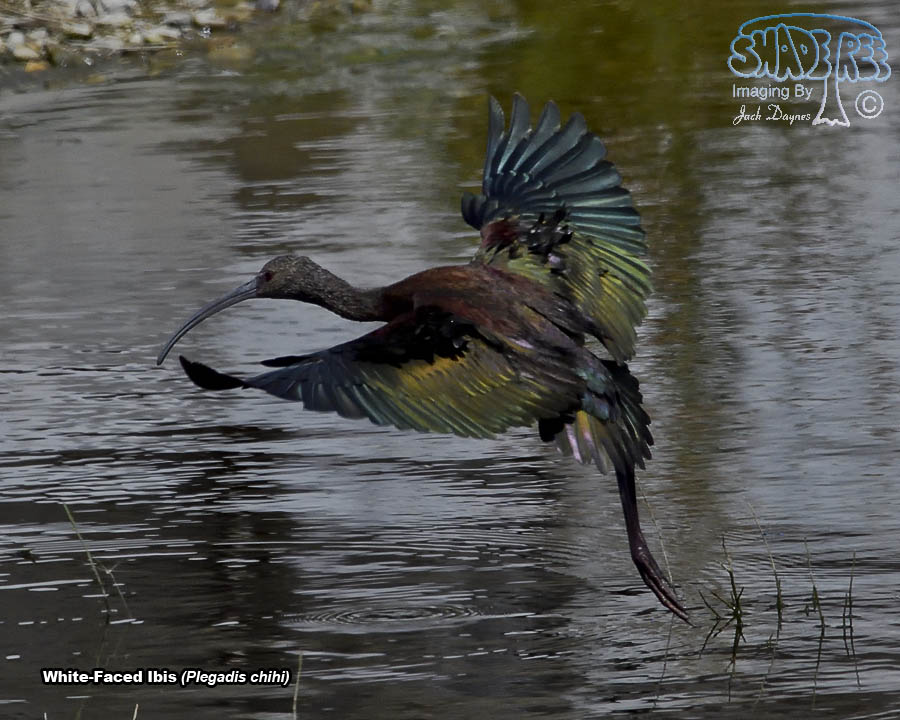 White-Faced Ibis - Plegadis chihi