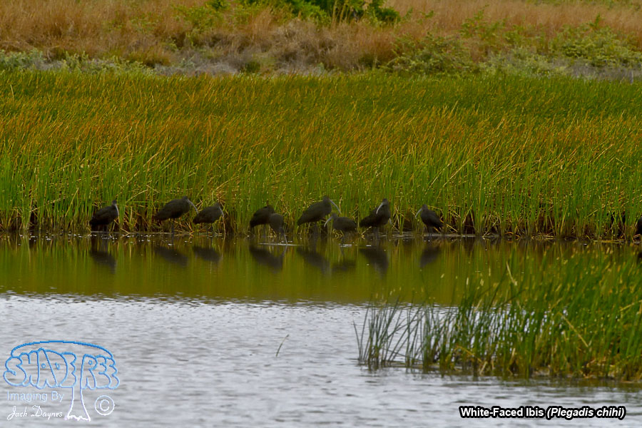 White-Faced Ibis - Plegadis chihi