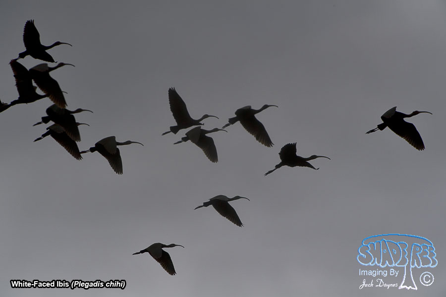 White-Faced Ibis - Plegadis chihi
