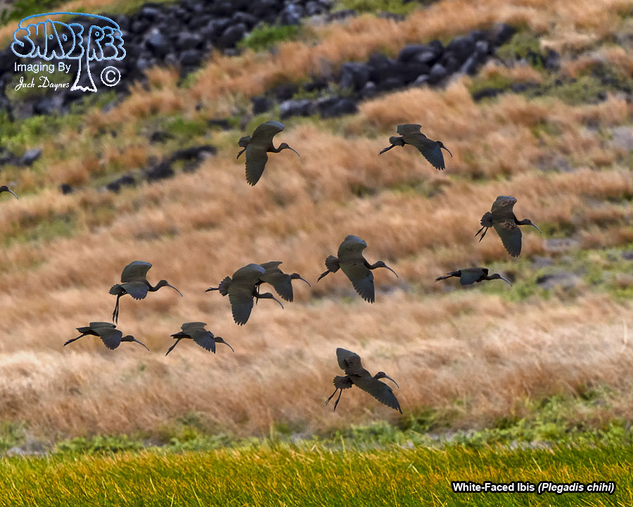 White-Faced Ibis - Plegadis chihi
