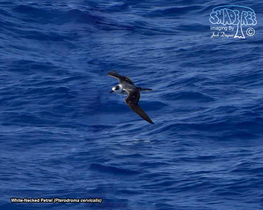 White-Necked Petrel - Pterodroma cervicalis
