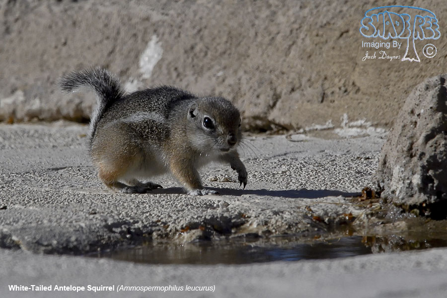 White-Tailed Antelope Squirrel - Ammospermophilus leucurus
