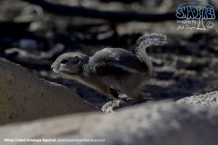 White-Tailed Antelope Squirrel - Ammospermophilus leucurus