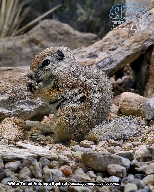 White-Tailed Antelope Squirrel - Ammospermophilus leucurus