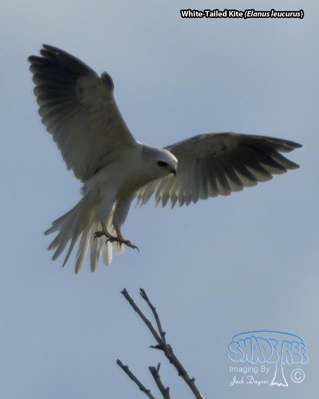 White-Tailed Kite - Elanus leucurus