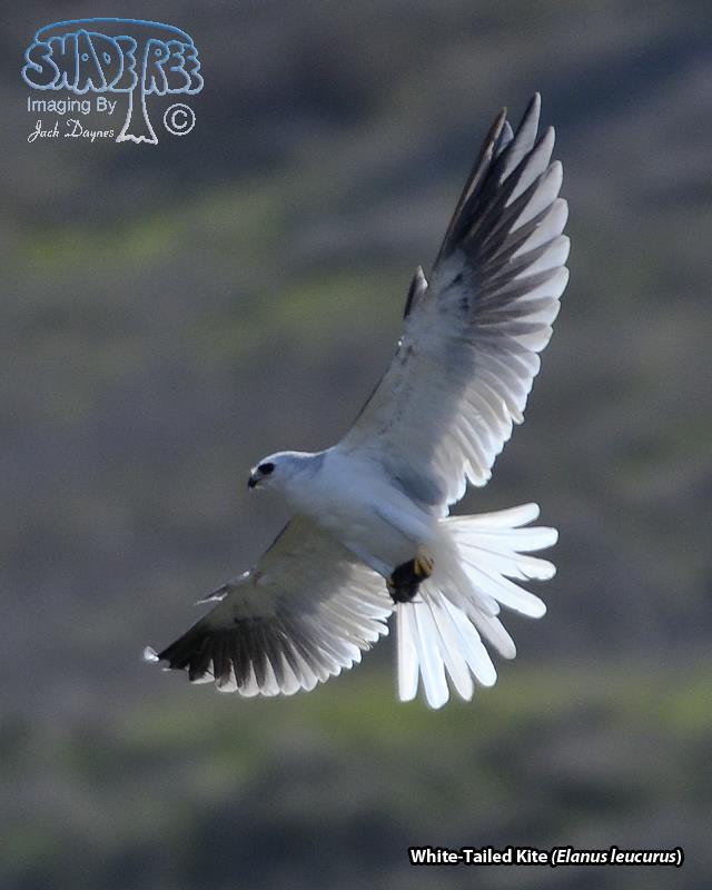 White-Tailed Kite - Elanus leucurus