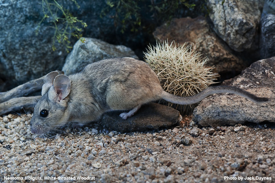 White-Throated Woodrat - Neotoma albigula