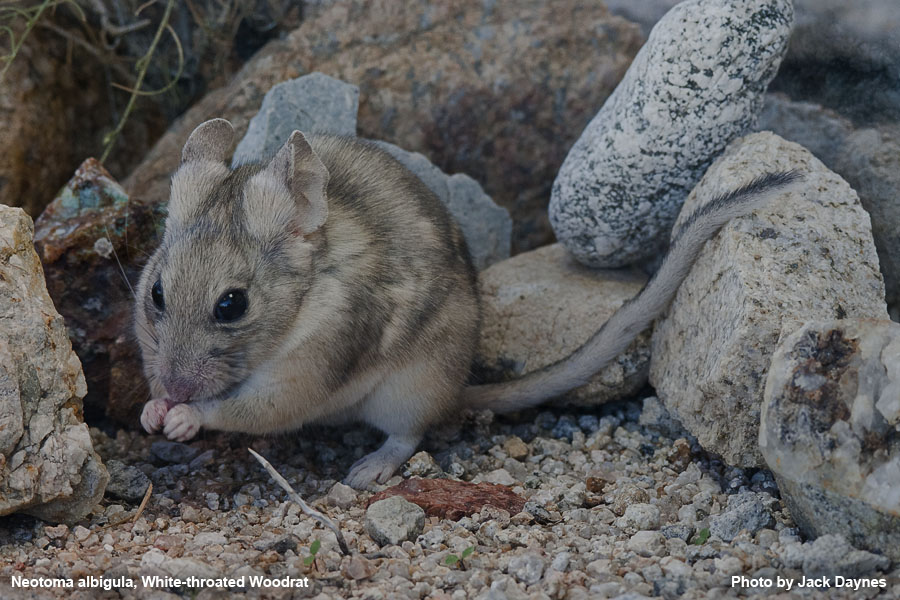 White-Throated Woodrat - Neotoma albigula