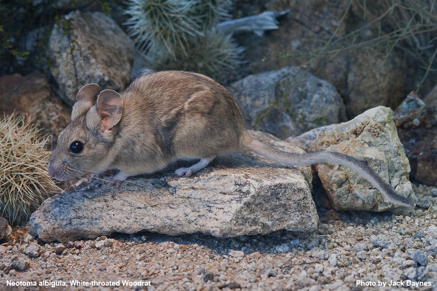 White-Throated Woodrat - Neotoma albigula