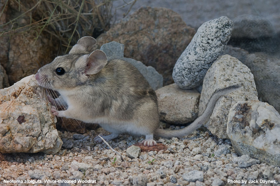 White-Throated Woodrat - Neotoma albigula
