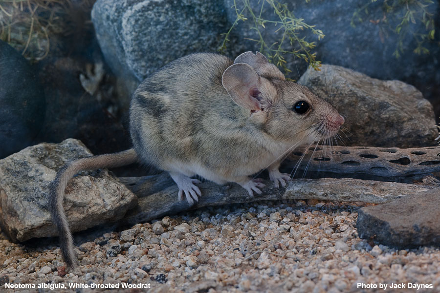 White-Throated Woodrat - Neotoma albigula