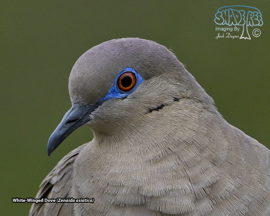 White-Winged Dove - Zenaida asiatica