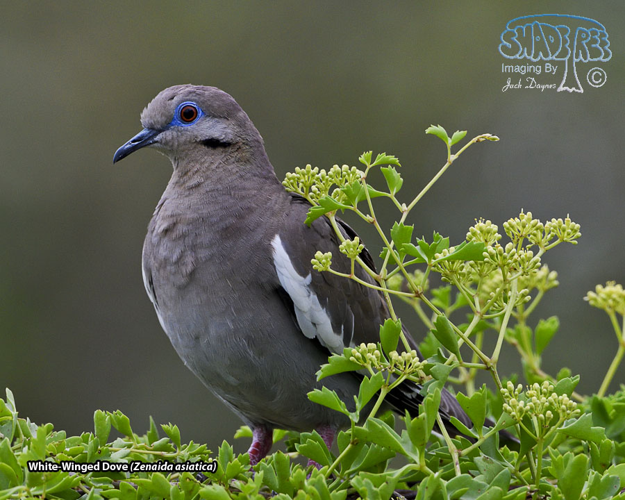 White-Winged Dove - Zenaida asiatica