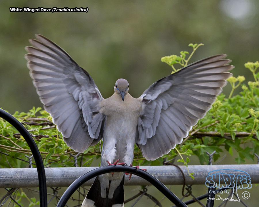 White-Winged Dove - Zenaida asiatica