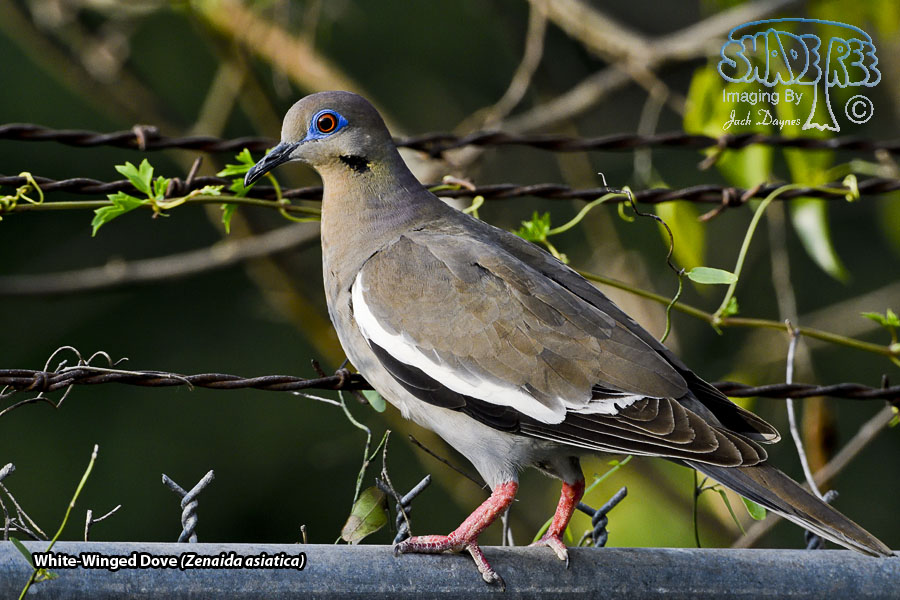 White-Winged Dove - Zenaida asiatica
