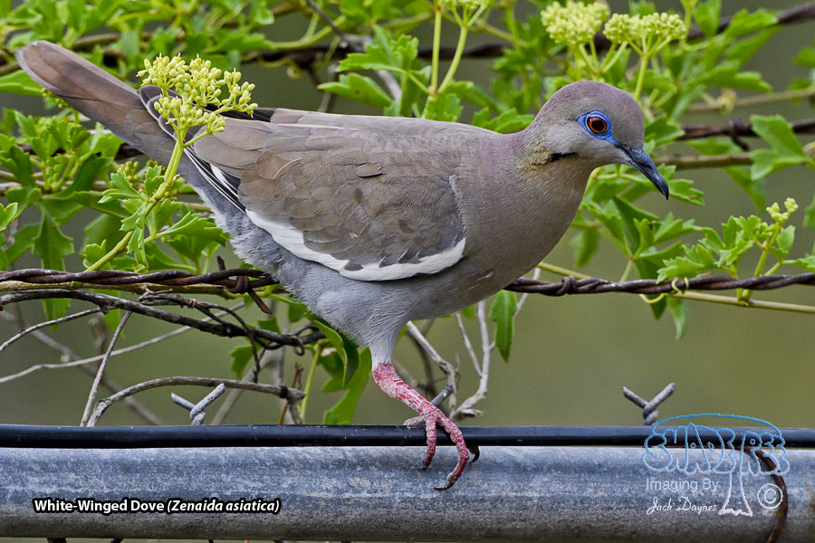 White-Winged Dove - Zenaida asiatica