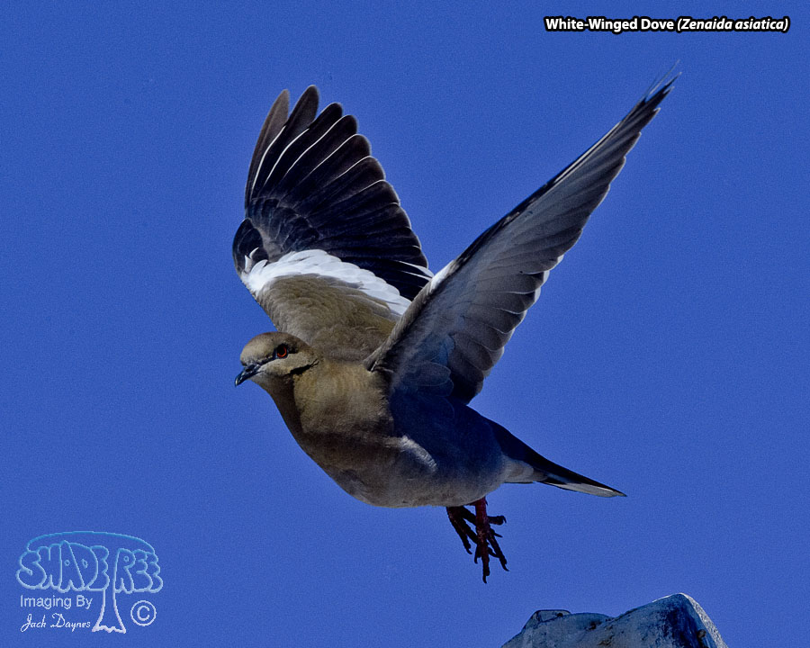 White-Winged Dove - Zenaida asiatica