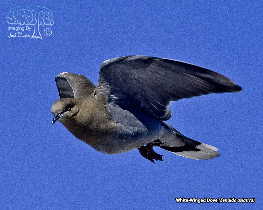 White-Winged Dove - Zenaida asiatica