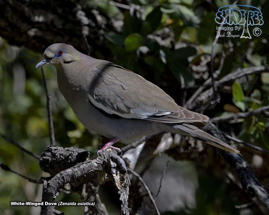 White-Winged Dove - Zenaida asiatica
