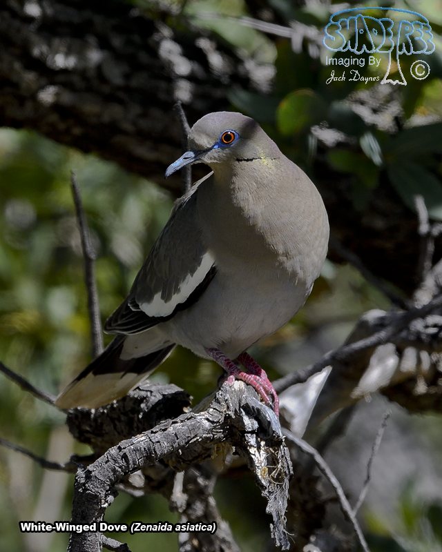 White-Winged Dove - Zenaida asiatica