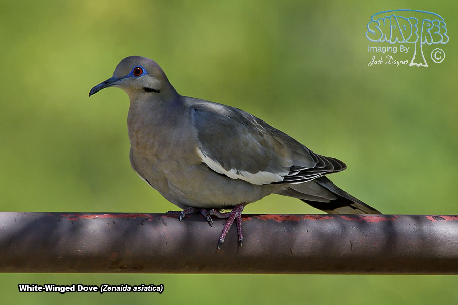 White-Winged Dove - Zenaida asiatica