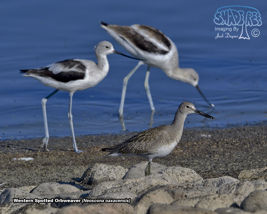 Willet - Catoptrophorus semipalmatus