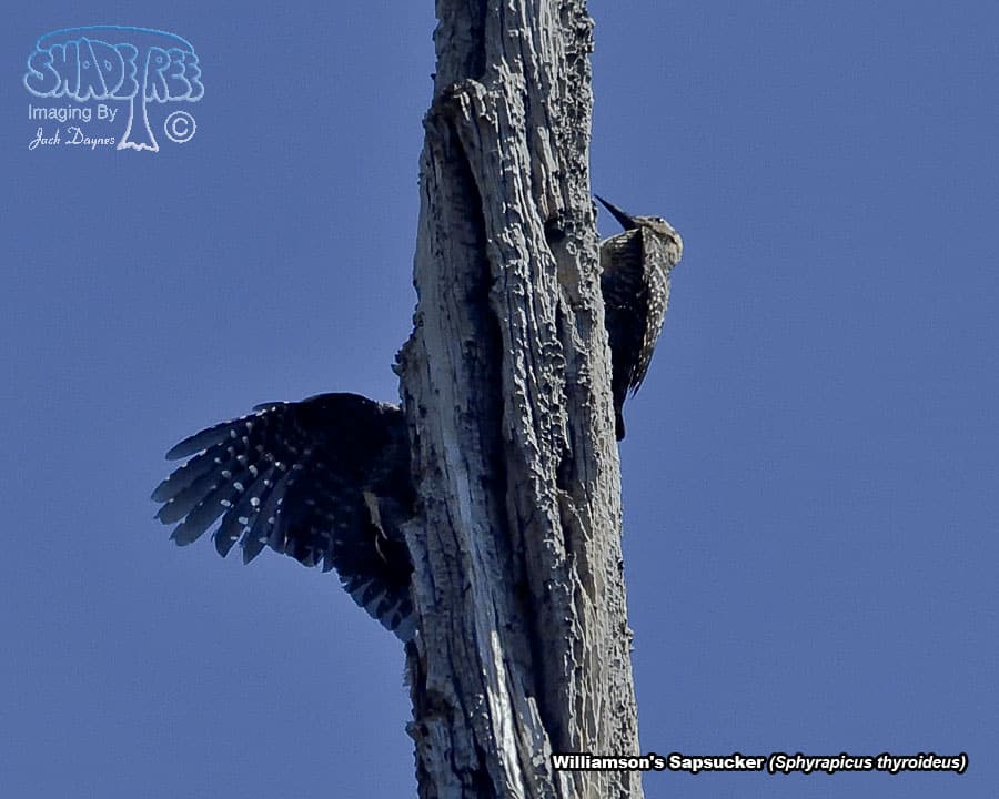 Williamson's Sapsucker - Sphyrapicus thyroideus