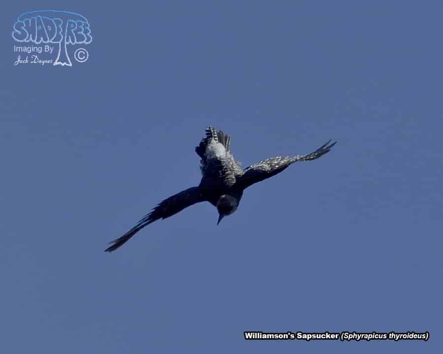 Williamson's Sapsucker - Sphyrapicus thyroideus