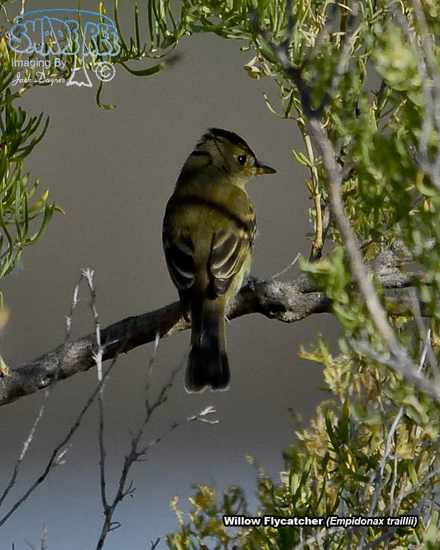 Willow Flycatcher - Empidonax traillii