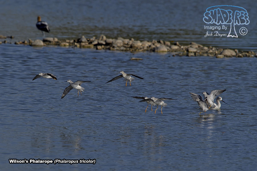 Wilson's Phalarope - Phalaropus tricolor