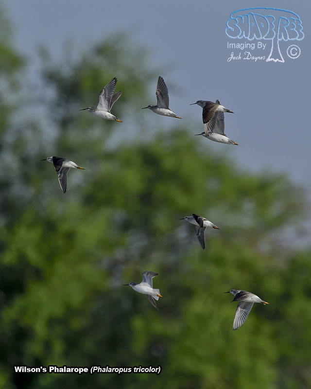 Wilson's Phalarope - Phalaropus tricolor