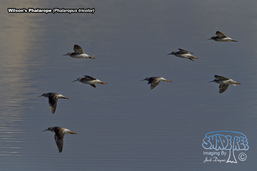 Wilson's Phalarope - Phalaropus tricolor