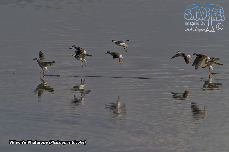 Wilson's Phalarope - Phalaropus tricolor