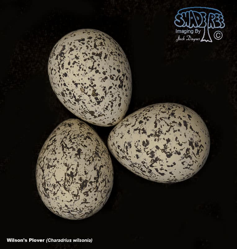 Wilson's Plover - Charadrius wilsonia
