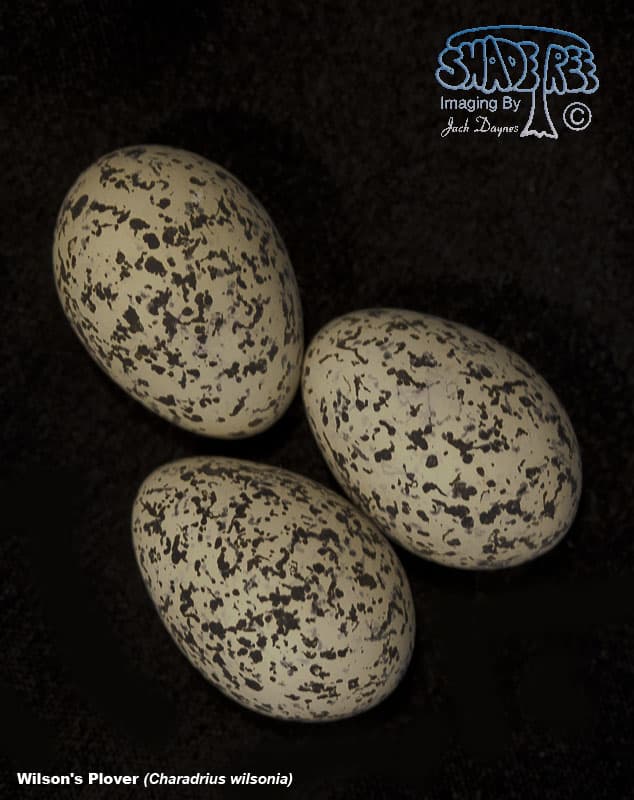 Wilson's Plover - Charadrius wilsonia
